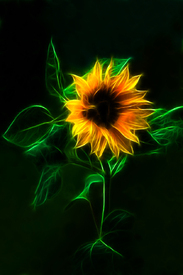 Sunflower, Sonnenblume/9383584